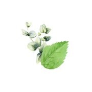 Rustic Strength Mint & Eucalyptus Essential Oil Blend Scent