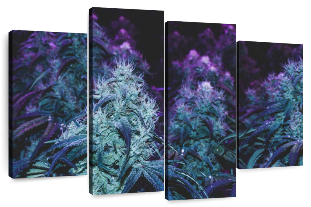 Flowering Purple Cannabis Wall Art