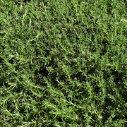 Profusion Cosmetics Jurassic World | Mosasaurus Mist Face