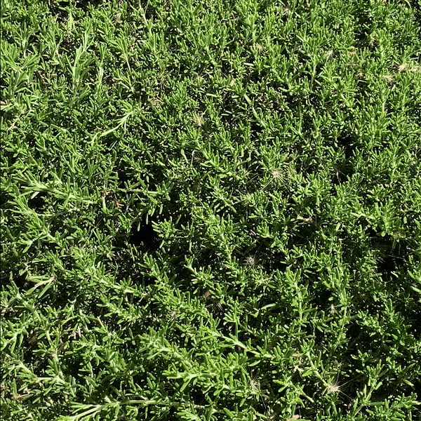 Profusion Cosmetics Jurassic World | Mosasaurus Mist Face