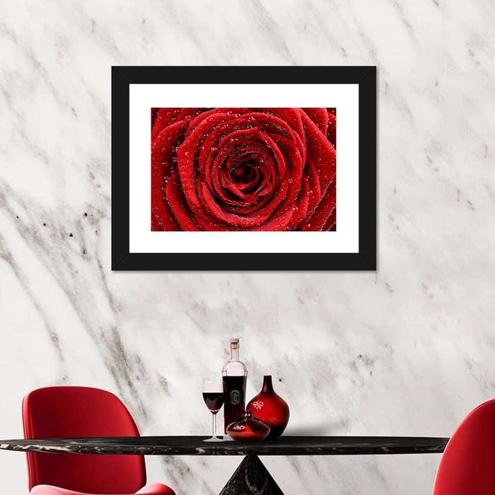 Damp Red Rose Wall Art