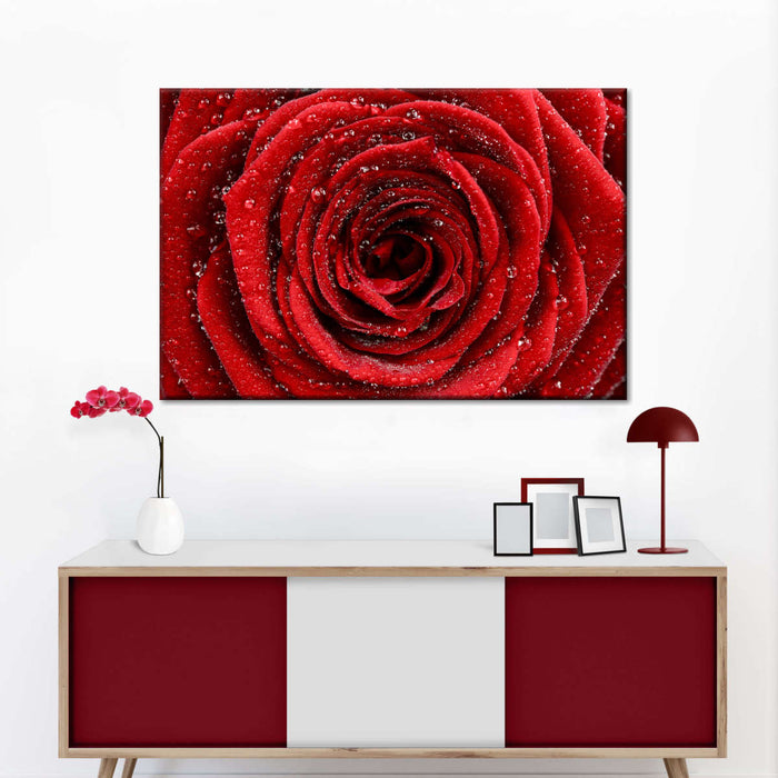 Damp Red Rose Wall Art