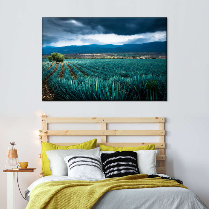 Agave Plantation At Morning Wall Art