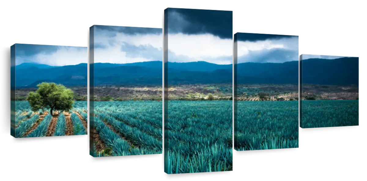 Agave Plantation At Morning Wall Art