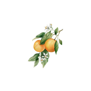 Rustic Strength Orange Essential Oil Scent