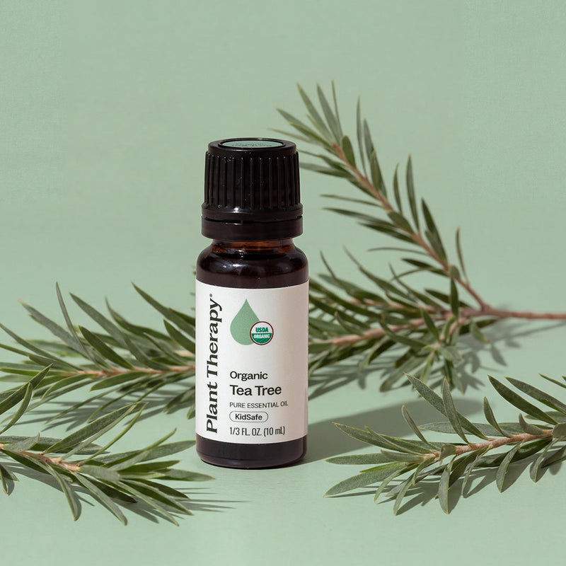 Plant Therapy Organic Tea Tree Essential Oil Essential Oil