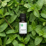 Plant Therapy Peppermint Essential Oil Essential Oil