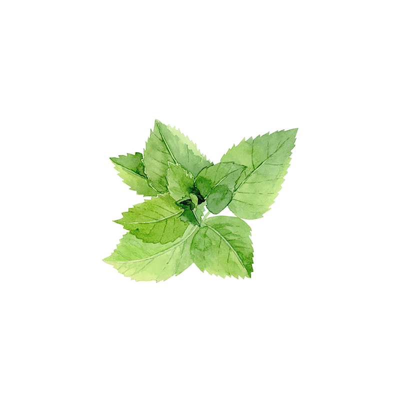 Rustic Strength Peppermint Essential Oil Scent