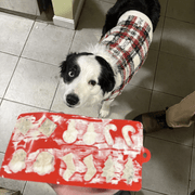 Farm To Pet Pet Treat Molds Mold