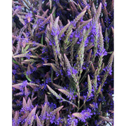 Portland Ashwagandha Farm Blue Vervain - Fresh Spagyric Tincture Tincture