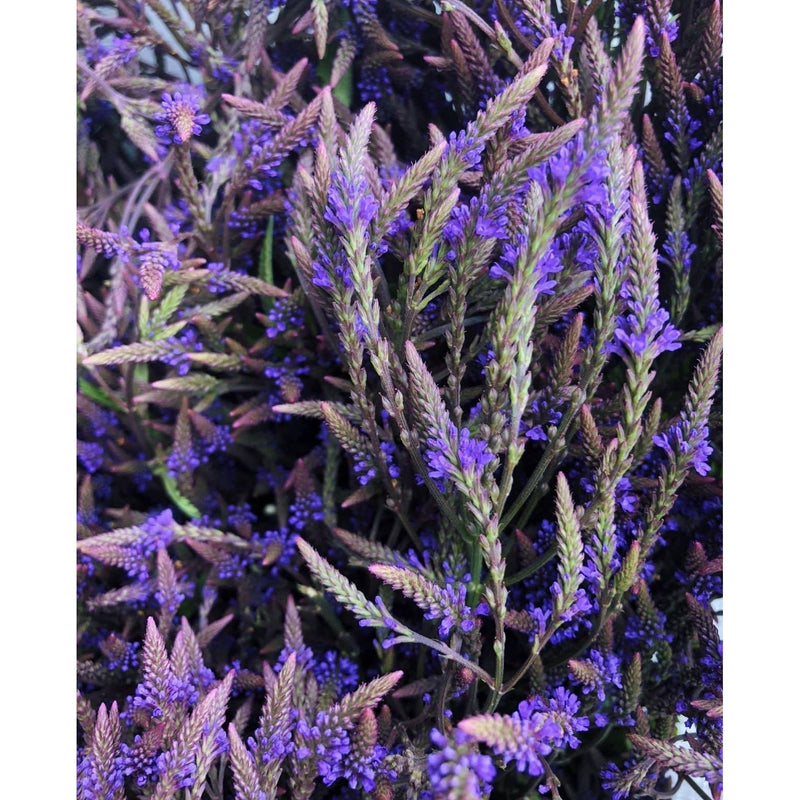 Portland Ashwagandha Farm Blue Vervain - Fresh Spagyric Tincture Tincture