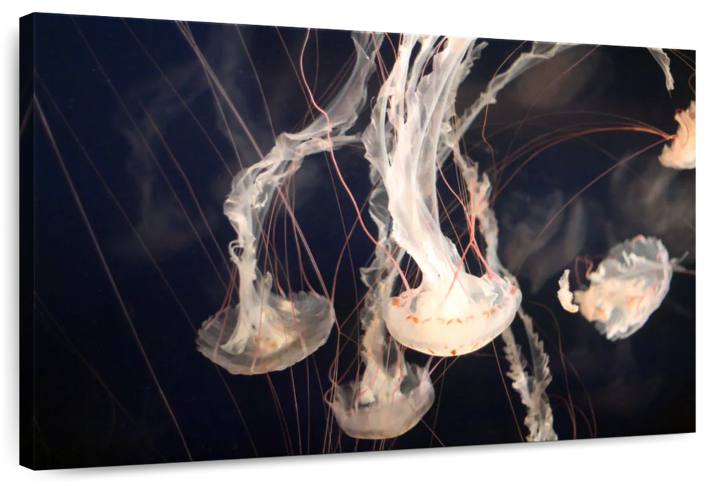 Light Of Jellyfish Wall Art