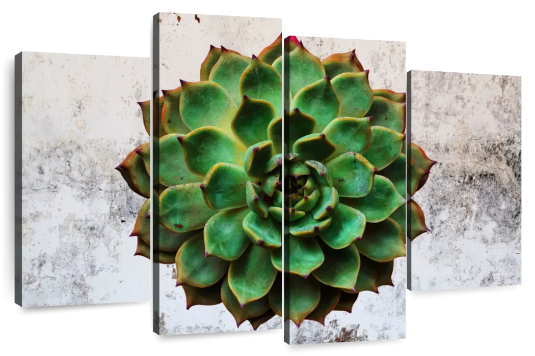 Grunge Succulent Wall Art