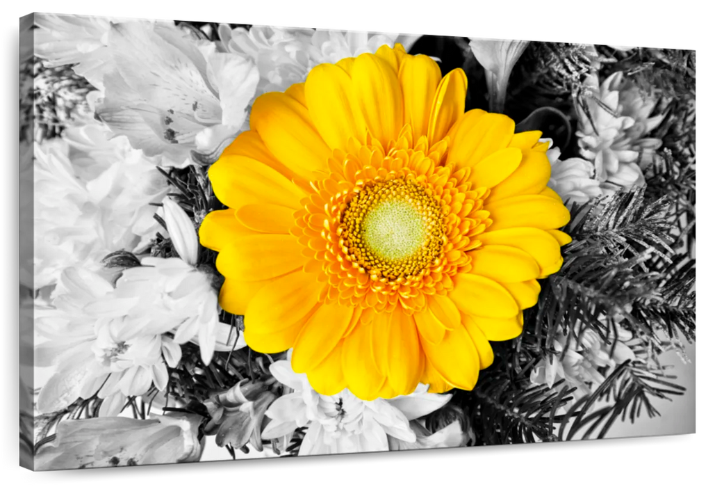 Gerbera Daisy Pop Wall Art