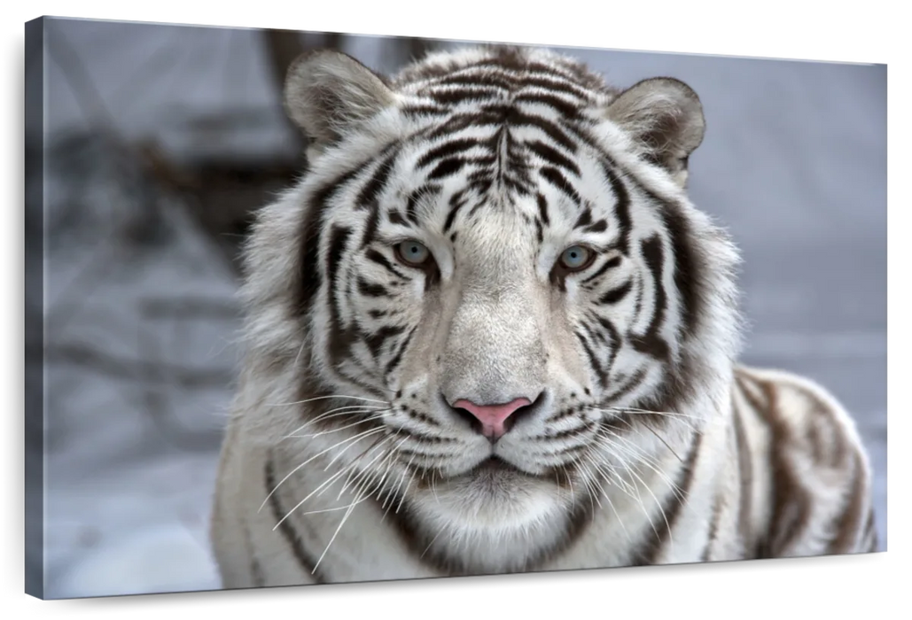 Endangered White Tiger Wall Art