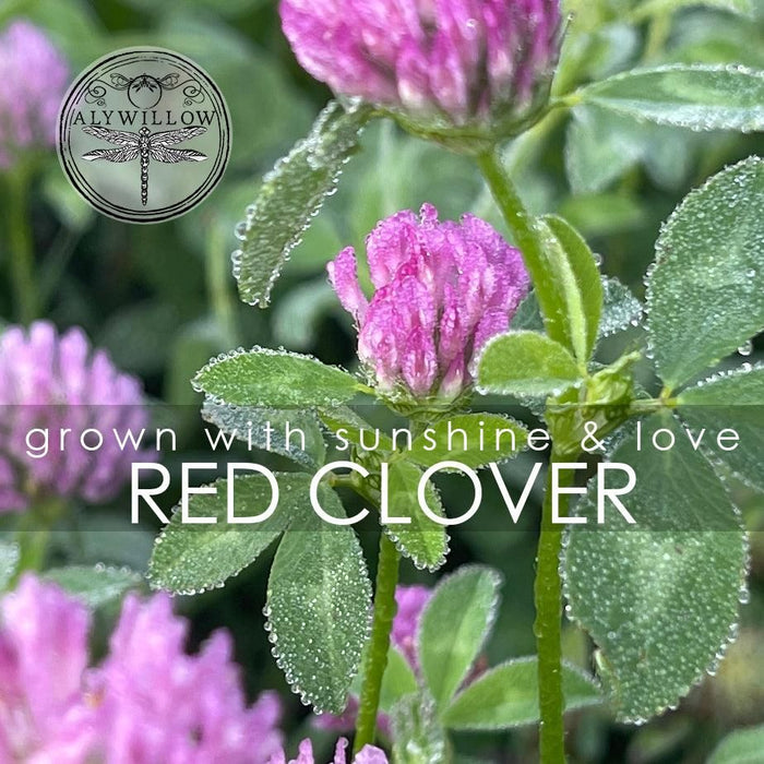 Alywillow Red Clover Dried Herb