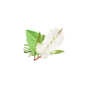 Rustic Strength Rosemary, Mint & Tea Tree Essential Oil Blend Scent