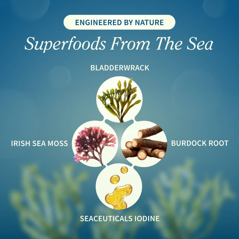 Snap Supplements Irish Sea Moss with Iodine Energy Support