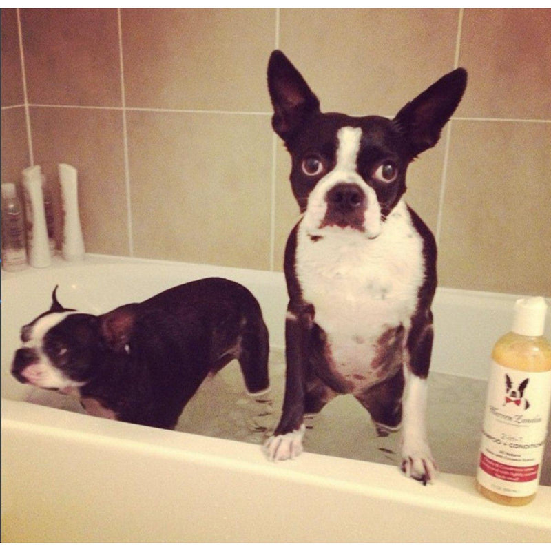 Warren London 2-in-1 Dog Shampoo + Conditioner - Coconut Scented Dog Shampoo