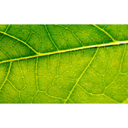 Bio Jouvance Paris Consumer Stem Cell Tenser (Non Frozen) Wholesale