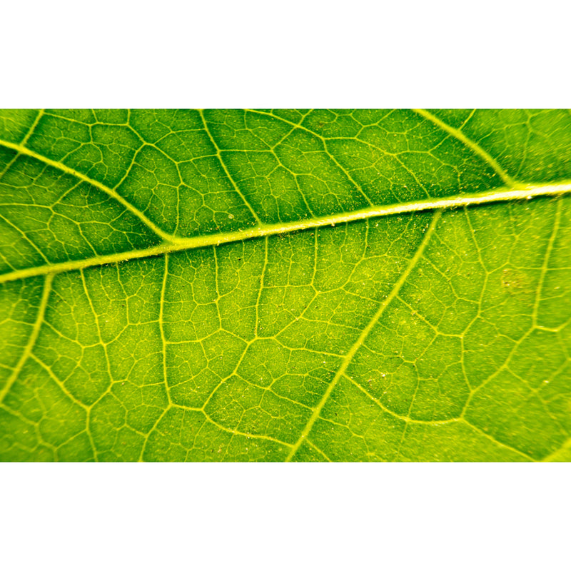 Bio Jouvance Paris Consumer Stem Cell Tenser (Non Frozen) Wholesale