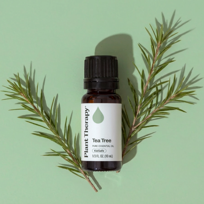 Plant Therapy Tea Tree Essential Oil Essential Oil
