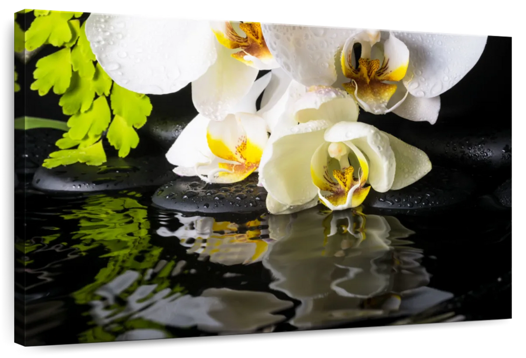 Delicate Zen Orchids Wall Art