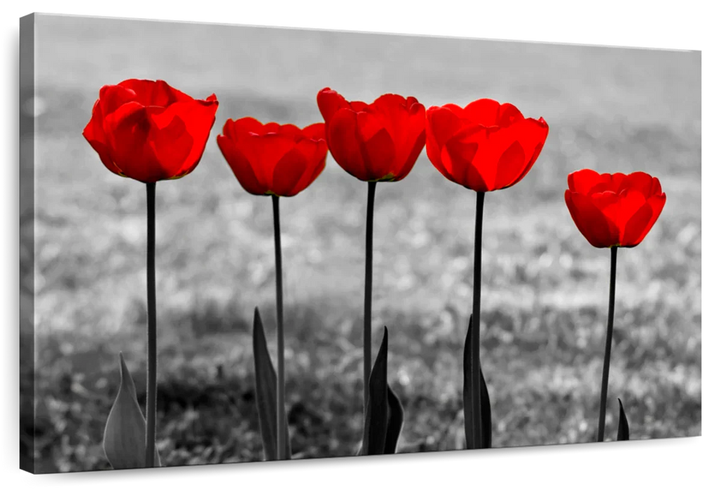 Five Red Tulips Wall Art