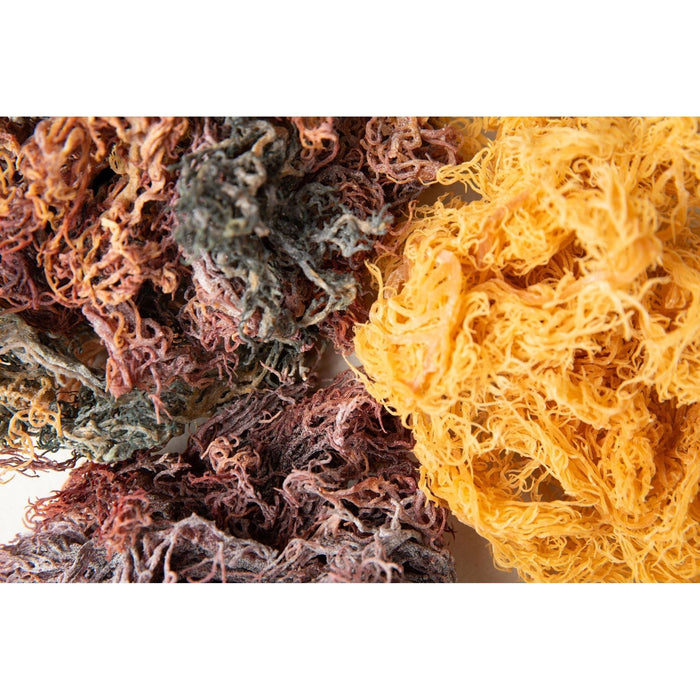 Raw Sea Moss Bundle