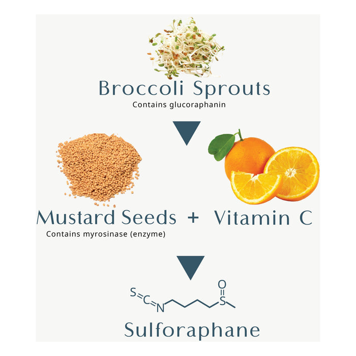 Brocco Power - Sulforaphane