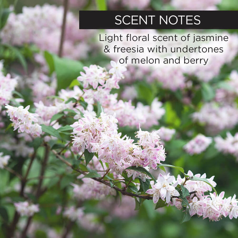 whish beauty A+B+C Magic Serum Skin Care > Serums