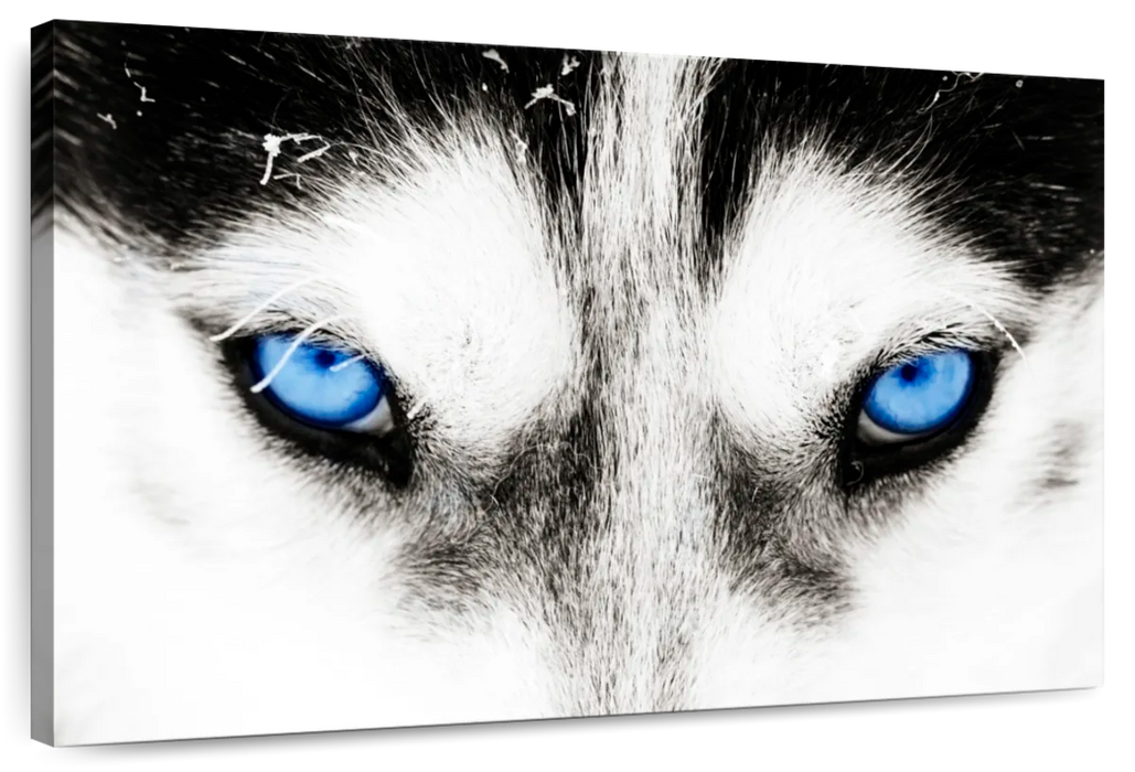 Husky's Eyes Wall Art